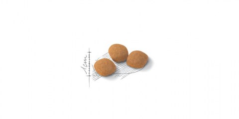 Royal Canin Protein Exigent