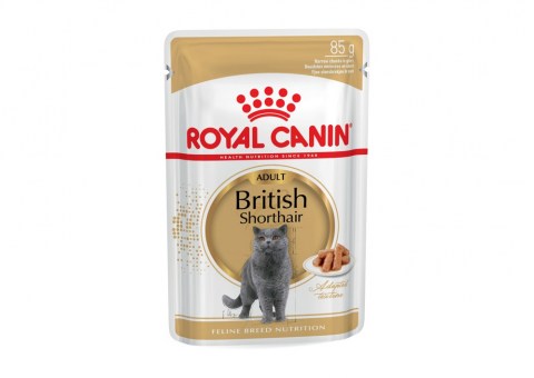 british-shorthair-wet